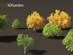 Tilia tomentosa - Silver linden