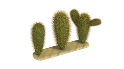 Cacti cactus peyote succulent