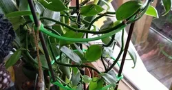Creep Tower - help plants grow