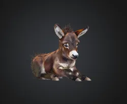 Miniature Donkey