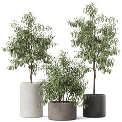 Plants collection 903