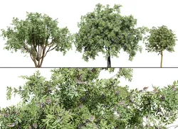 South African Camphor Bush