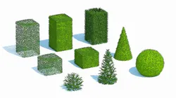 Taxus Media Multiple Size and Shape
