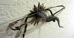 Tentacle glasses perch