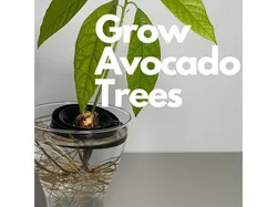 Avocado Float - grow Avocado from seed