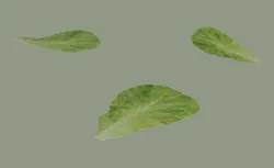 Lettuce Leaf