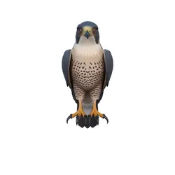 Peregrine Falcon