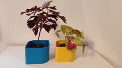 Pot