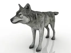 Wolf