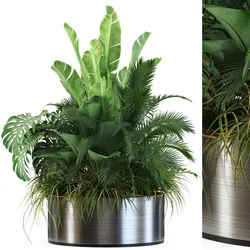 Plants collection 546