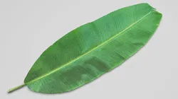 Banana Leaf