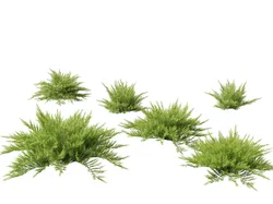 Juniperus sabina Savin juniper