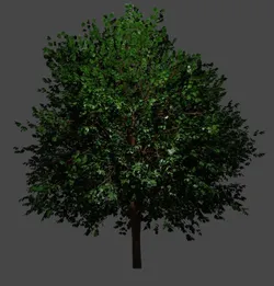 Tree Small maple