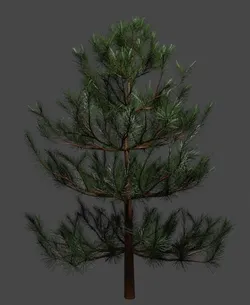 Tree Small pine