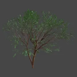 TreeJapanese maple