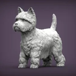 West highland white terrier