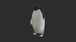 Adelie Penguin Low Poly Animated