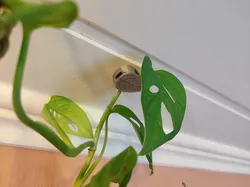 Plant Clip for wall/ceiling mount