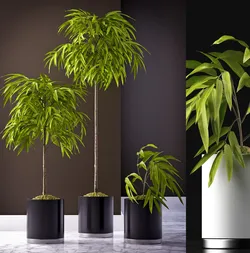 PLANTS 64 FICUS ALII