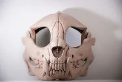 Skullwolf Headbase