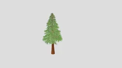 Conifer