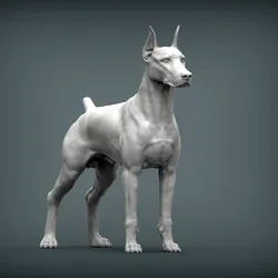 doberman
