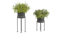 Indoor Plants 010