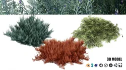 Juniperus horizontalis Bar Harbor