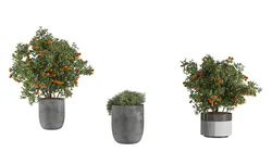 Outdoor Plant Set 002