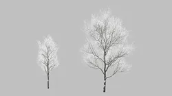 Snow Covered Trees