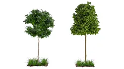 Trees 001