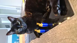 Cat approved Cat Wine stopper