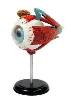 Eyeball Model of the Human Body Human Eye Anatomy