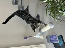 Wall Mounted Cat Step (3 variations)