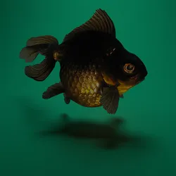 Gold fish Free