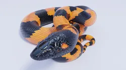 Bismarck Ringed Python - Animated