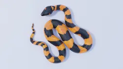 Bismarck Ringed Python - Rigged