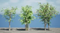 South African Acacia Brevispica