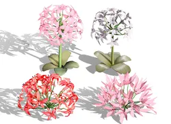 South African Candelabra Flower