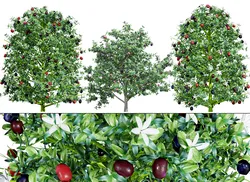 South African Natal Plum
