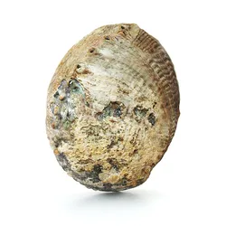 Abalone shell
