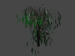Birch tree