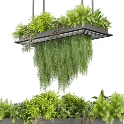 Collection plant vol 543 - ampelous - ivy - bush