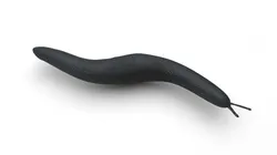 Flatworm