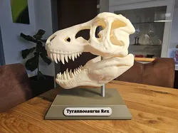T - Rex Kopf Basis