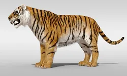 Tiger with fur and is Rigged