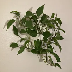 Wall Planter