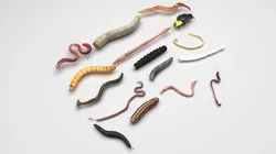 Worms Set