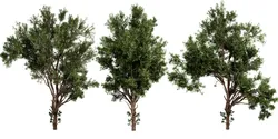 Collection plant vol 549 - blender model