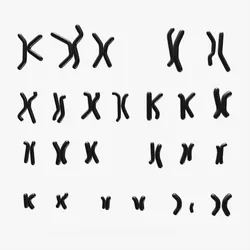 Human Karyotype - Male and Female